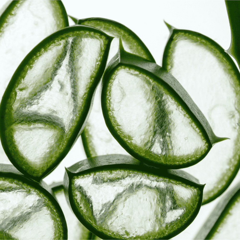 Calming Aloe Hydrator, hydrator